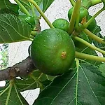 Trulli In Valle D'itria Hébergement de vacances