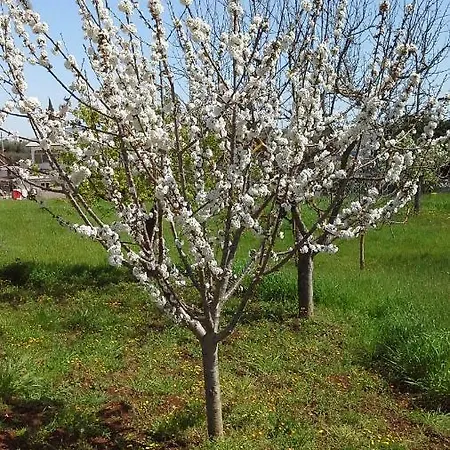 Casa de Férias Trulli In Valle D'itria Cisternino