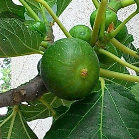 Trulli In Valle D'itria Casa de Férias