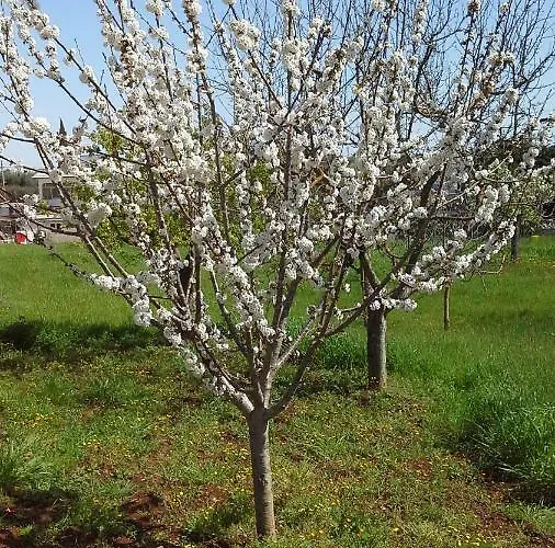 펜션 Trulli In Valle D'itria 치스테르니노